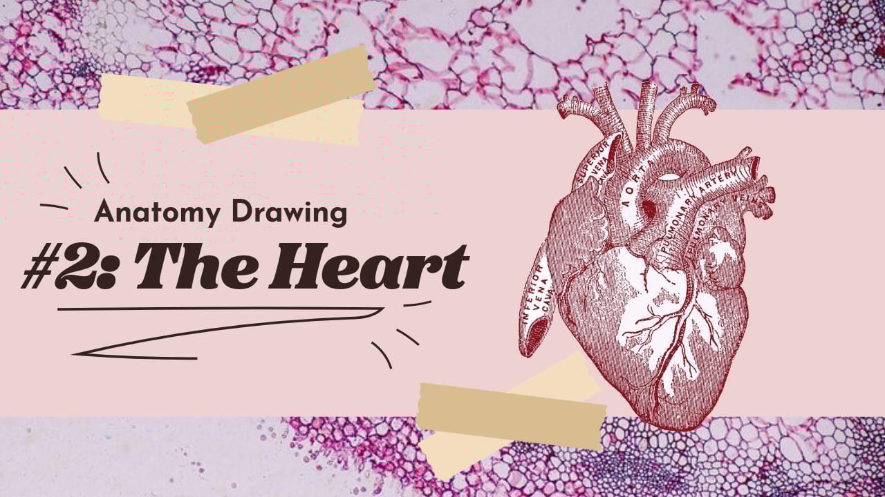 Learn Anatomy by Drawing